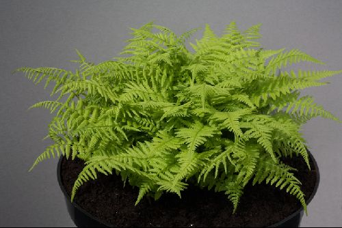 Athyrium filix-femina minutissimum
